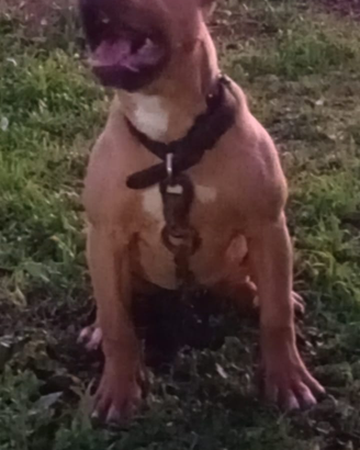 Cuccioli ukc alta geneologia