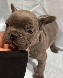 Bulldog francese