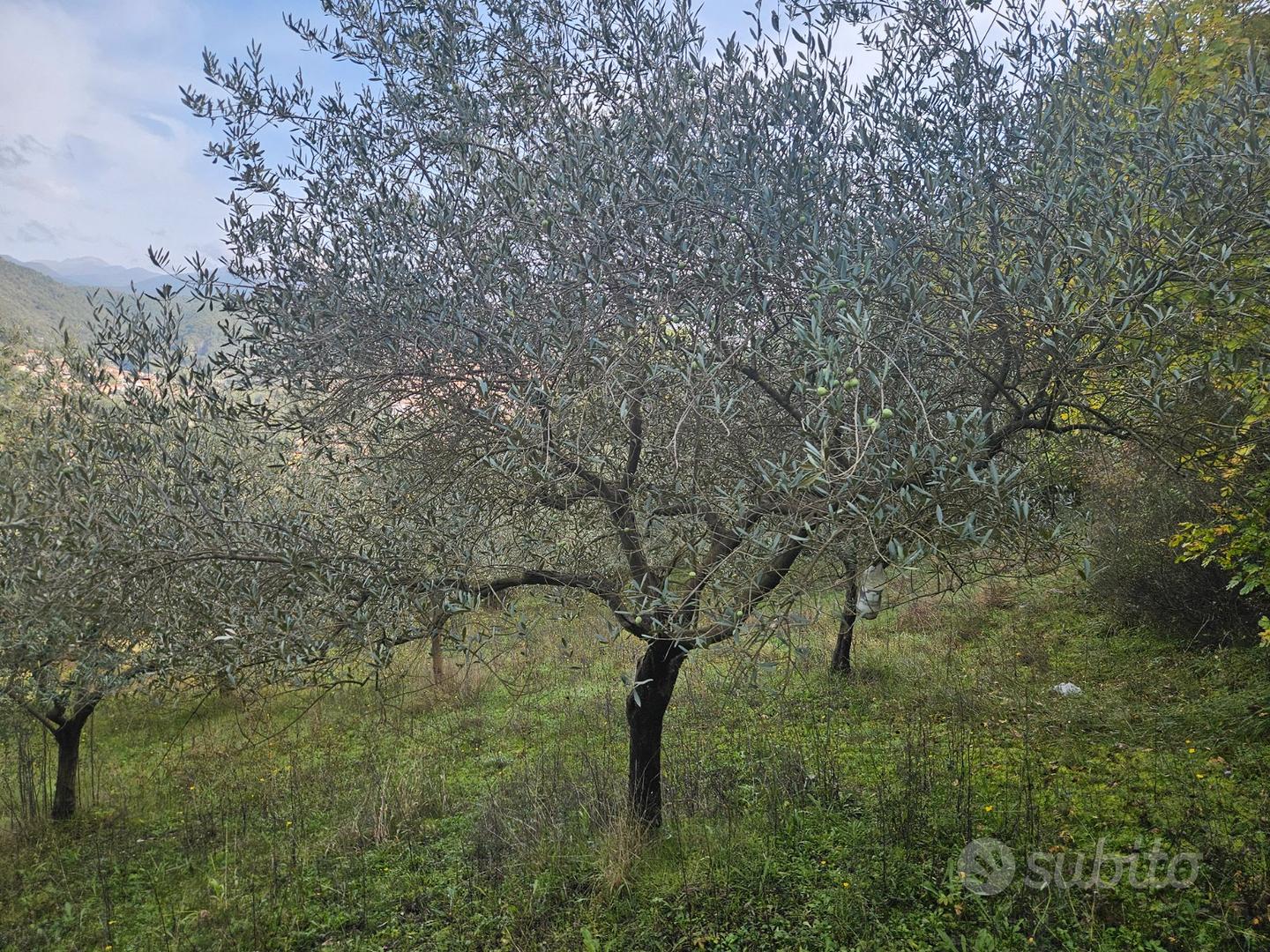 Terreno agricolo adibito a Vigna e Uliveto - Vista 5