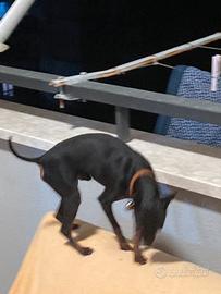 Pinscher zwergpinscher