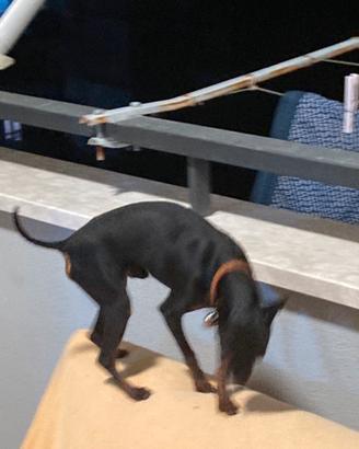 Pinscher zwergpinscher