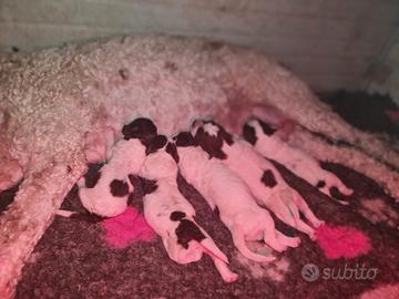 Cuccioli di Lagotto Romagnolo Meravigliosi