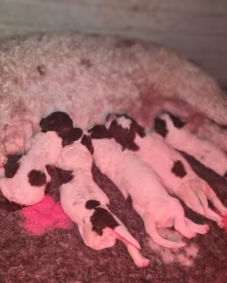 Cuccioli di Lagotto Romagnolo Meravigliosi