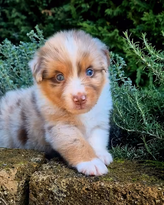 Cucciolata australian shepherd pedigree