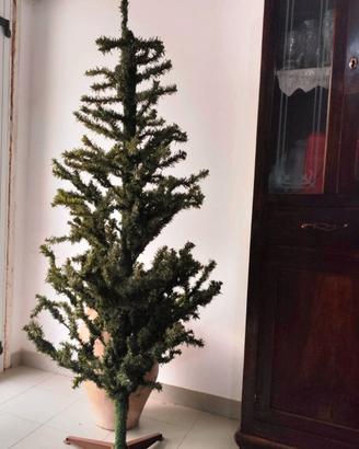  albero di natale alto 1,75 mt