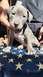 Cuccioli di American Pitbull Terrier con pedigree