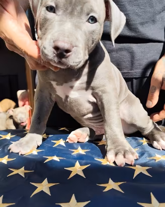 Cuccioli di American Pitbull Terrier con pedigree