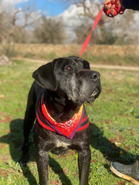 Geppetto il cane dolcissimo