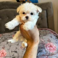 Cuccioli maltese mini toy