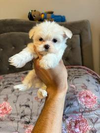 Cuccioli maltese mini toy