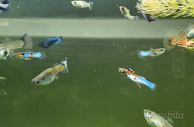 Endler maschi wingei e blu japan.  femmine greyty