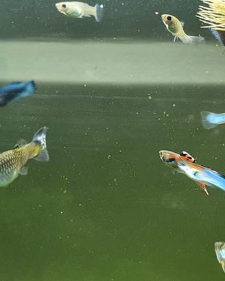 Endler maschi wingei e blu japan.  femmine greyty