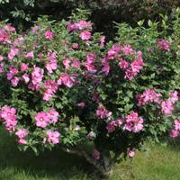 Mix semi hibiscus colorato