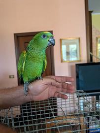 Splendido pappagallo amazzone fronte blu - alle