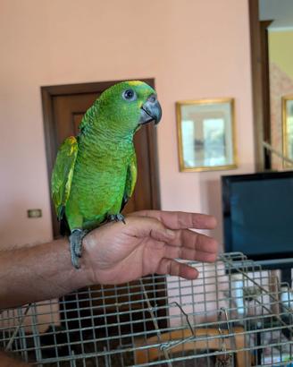 Splendido pappagallo amazzone fronte blu - alle