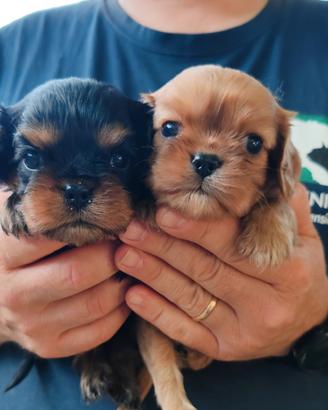 Cavalier king con pedigree enci