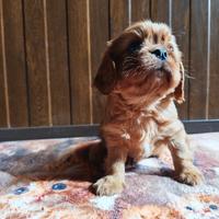 Cavalier king