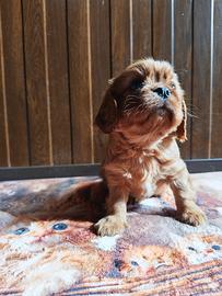 Cavalier king