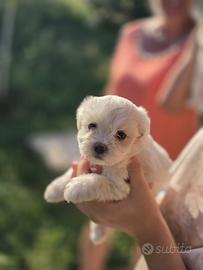 Maltese toy