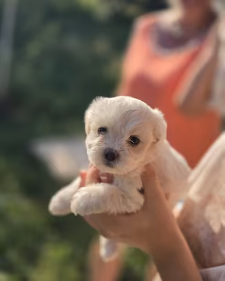Maltese toy