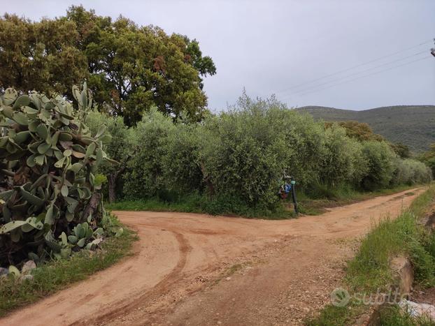 Terreno con alberi di ulivo