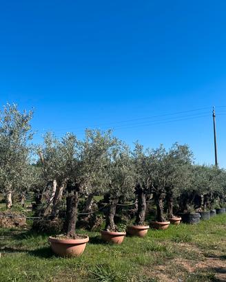 Piante di ulivo da giardino