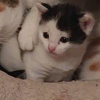 Gattini incrocio europeo