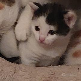 Gattini incrocio europeo