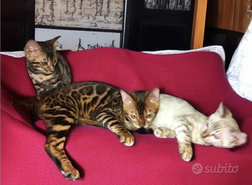 Cuccioli gatto Bengala