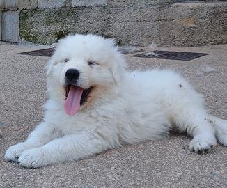 Meravigliosi cuccioli Pastore Abruzzese Maremmano