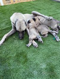 Cuccioli di kangal