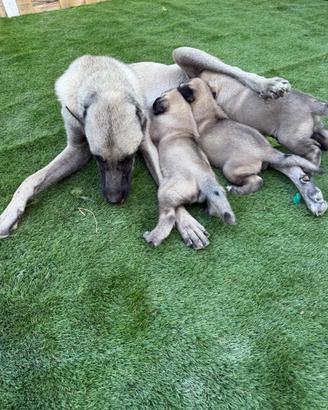 Cuccioli di kangal