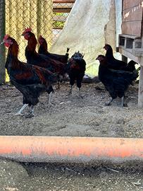 Marans nero