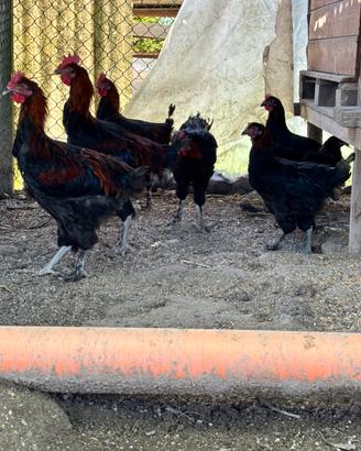 Marans nero