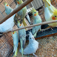 Calopsite femmine taglia grande da riproduzione