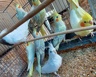 Calopsite femmine taglia grande da riproduzione