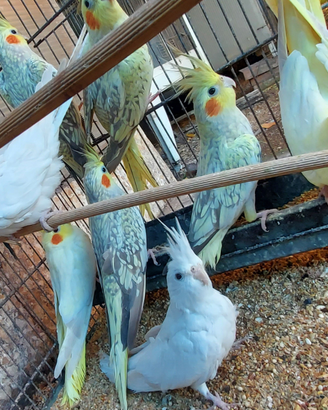 Calopsite femmine taglia grande da riproduzione