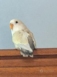 Inseparabile allevato a mano di 2 mesi