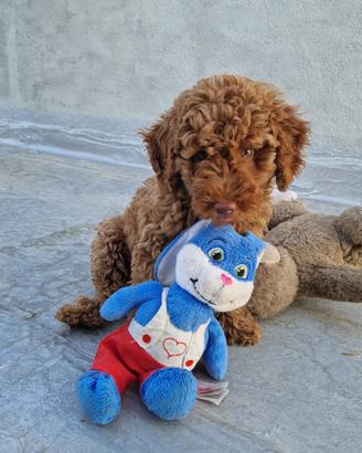 2 cucciole barboncine