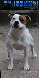 Staffordshire bull terrier
