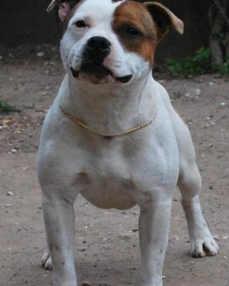 Staffordshire bull terrier