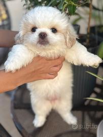 Cuccioli pechinese