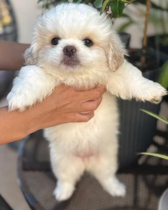 Cuccioli pechinese