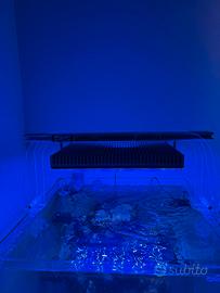 acquario Marino completo sump plaffoniera e skimm