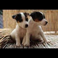 Cuccioli di maltese mix Pinscher
