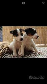 Cuccioli di maltese mix Pinscher