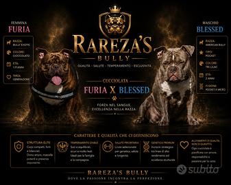 Cucciolata american bully exotic micro