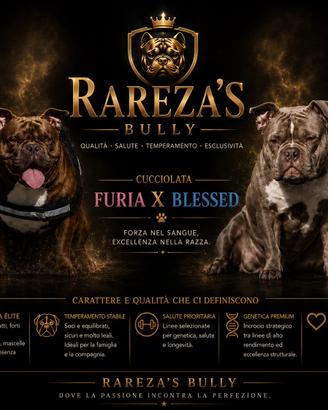 Cucciolata american bully exotic micro