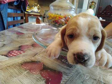 Pointer puro bianco arancio