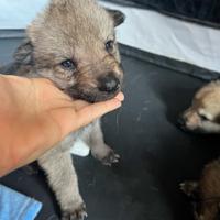 Cane lupo cecoslovacco